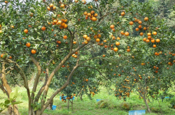 四川柑橘种植季节是什么时候？