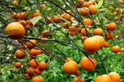 柑橘病虫害有多少种？