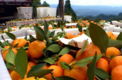 柑橘树纸袋电动套袋器好用吗？