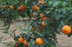 忠县为什么适合种植柑橘