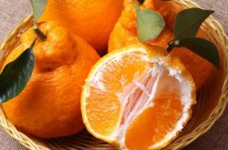 四川省适合种植柑橘品种