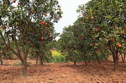 四川哪里柑橘种植多?