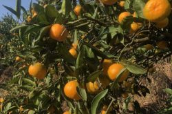 大雅柑橘种植前景