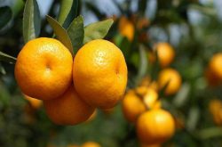 大雅柑橘种植技术