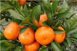 高海拔适合种植柑橘什么品种？