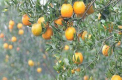 冬季小柑橘树施肥要领有哪些