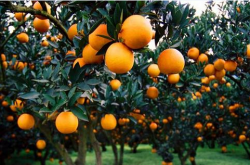 柑橘种类和种植时间？