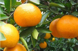 一种北方抗寒柑橘种植方法？