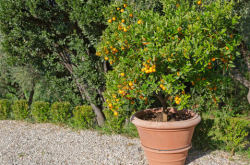 盆栽柑橘种植技术有哪些？