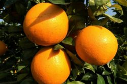 脐橙的禁忌有哪些？