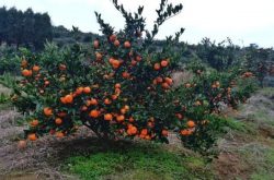 石门县种植柑橘优势