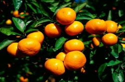 柑橘疏果剂的作用