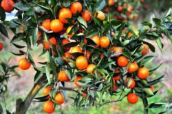 柑橘怎么种植才能增加甜度？