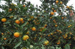 一亩地的柑橘种植成本大约是多少呢
