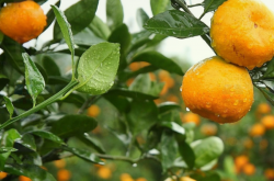 柑橘种植地域