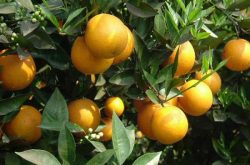 柑橘种植的条件以及主要分布