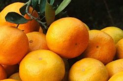 柑橘果树剪枝方法