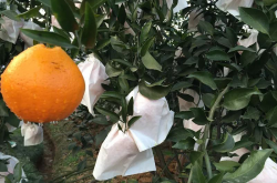 春见柑橘可以不套袋吗