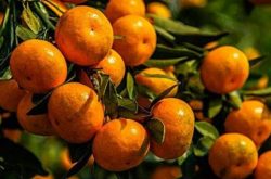 柑橘种植问题