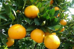 种植柑橘的气候条件有什么呢