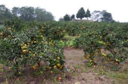 柑橘种植生长条件