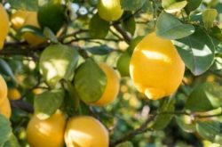 柑橘田间种植方法