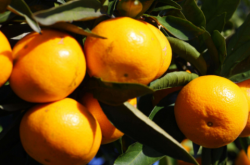 柑橘树春季施肥技术