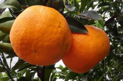 阿斯蜜柑橘种植前景怎么样呢