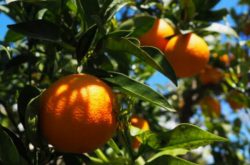 种植柑橘所需要的肥料有哪些？