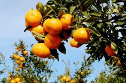 红美人柑橘种植密度