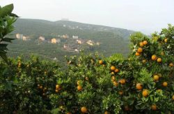 种植柑橘用什么有机肥？