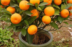 盆景柑橘应该怎么种植呢