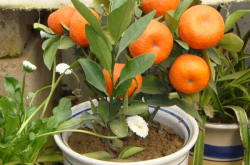 盆栽柑橘怎么剪枝呢