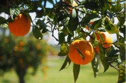 红壤土适合种植柑橘