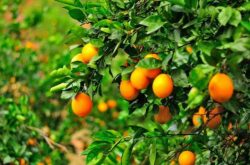 脐橙品种介绍以及栽培注意事项