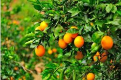 脐橙种植条件有哪些？