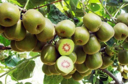 猕猴桃采摘期果树要如何管理