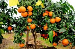 柑橘适宜在什么气候种植？