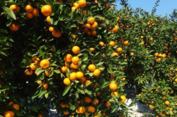 柑橘种植时需要满足水分什么条件呢