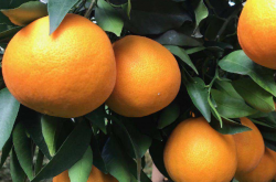 怎么样种植柑橘可以使颜色变的好看呢