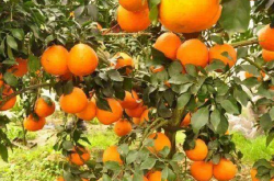 甘平柑橘需要套袋培育吗
