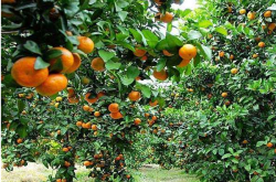 种植柑橘时要放基肥吗