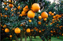 柑橘种植时适宜在什么样的土壤之中呢