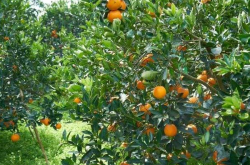 如今四川柑橘种植现状如何呢