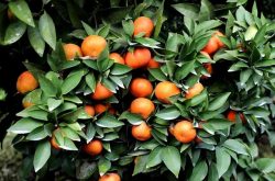 什么时间种植柑橘