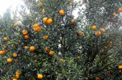 春见柑橘在我国的种植地点都是哪里呢