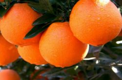 柑橘种植的成本和利润