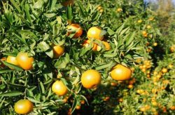 恭城县还能种植柑橘吗