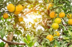 柑橘种植需要什么条件