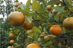 精品柑橘种植技术优点